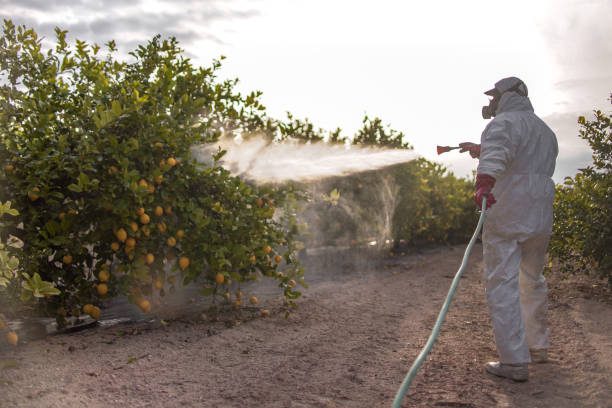 Best Flea Control Services  in Choctaw Lake, OH