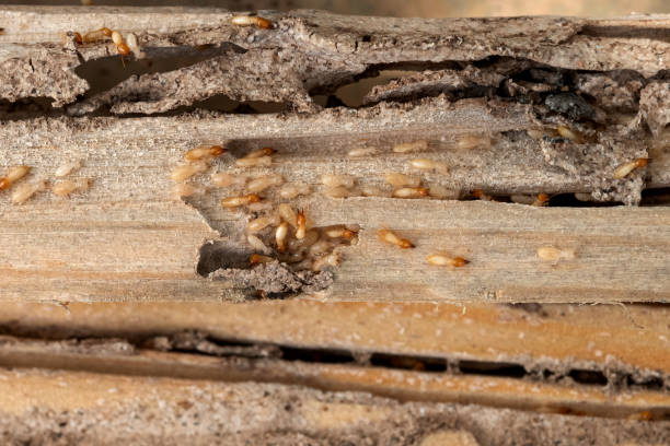 Best Emergency Pest Control  in Choctaw Lake, OH