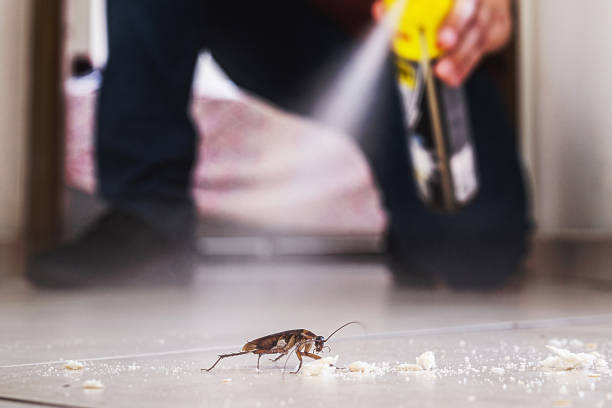 Best Spider Control Near Me  in Choctaw Lake, OH