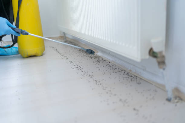 Best Insect Control  in Choctaw Lake, OH